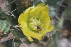 13-Cactus flower